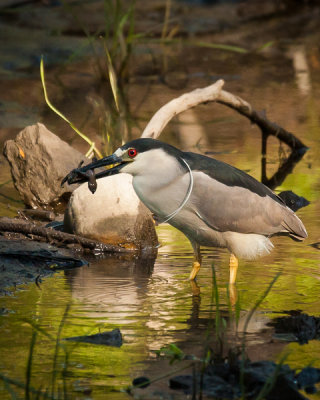 Black Crowned Night Heron and Baby Turtle 1 of 1.JPG
