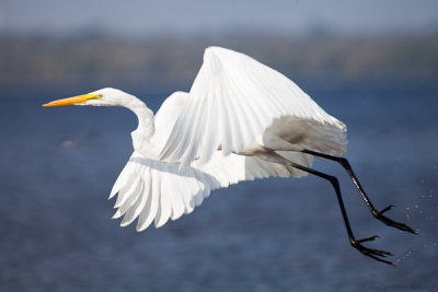 Great Egret Escape.JPG