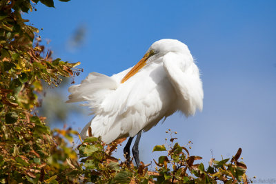 Great Egret in Tree.JPG