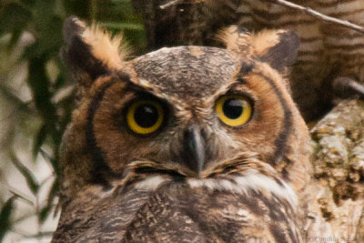 Owl Eyes.JPG