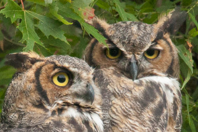 Owl Siblings 2.JPG