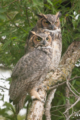 Owl Siblings.JPG