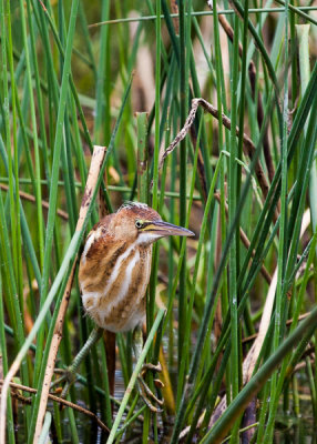 Least Bittern in the reeds.JPG