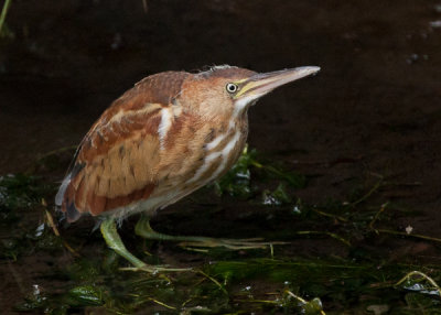 Least Bittern.JPG