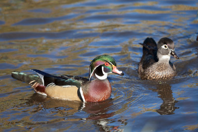 2013 Ducks