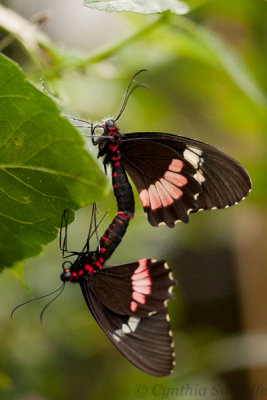 Two Postman Butterflies.JPG