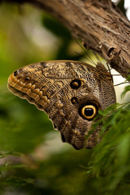2013 Carleton Butterfly Show