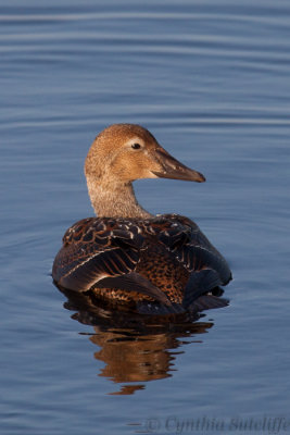 King Eider F-2.JPG