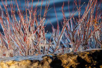 Red Dogwood In Ice-1.JPG