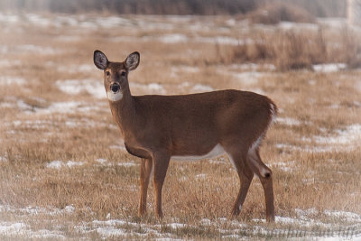 Doe-1.JPG