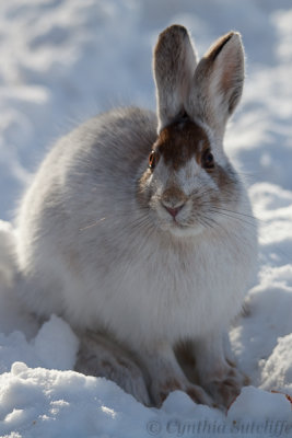 The Christmas Bunny?