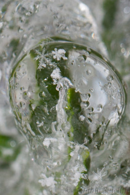 Snowflake on Ice Encasing A Yew.JPG