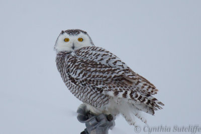 My First Snowy Owl.JPG