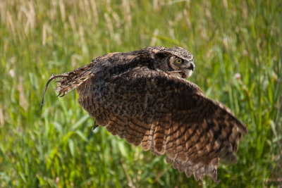 Mont Tremblant Great Horned Owl 2.JPG