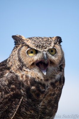 Mont Tremblant Great Horned Owl.JPG