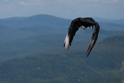 Mont Tremblant Turkey Vulture.JPG