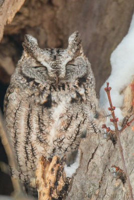 Snoozin Screech Owl