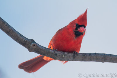 Northern Cardinal.JPG