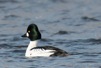 Common Goldeneye.JPG
