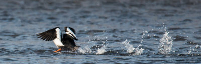 Common Goldeneye Takes Flight.JPG