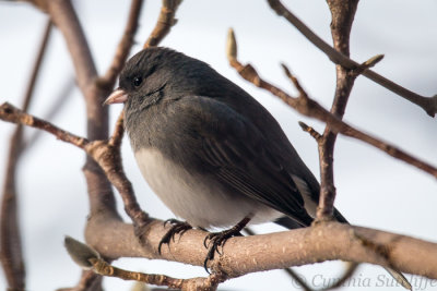 Dark Eyed Junco On My Magnolia.JPG