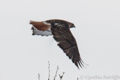Red-Tailed Hawk From FAR Away