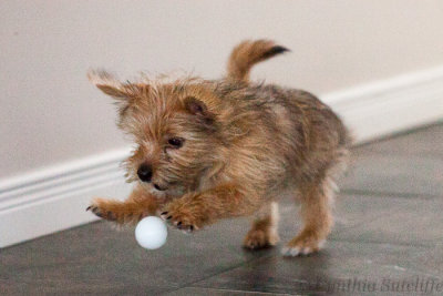 Wherein Winnie The Poo plays with Marvin's ping pong balls.