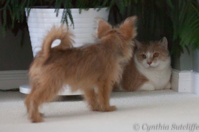 Wherein Winnie The Poo goes on an adventure and meets Marvin, the cat.