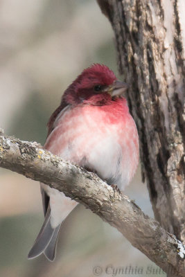 Purple Finch_.JPG