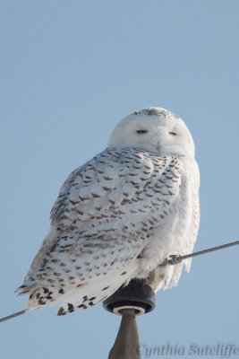 Snowy Owl On Pole.JPG