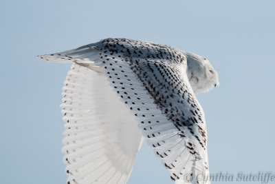 Snowy Owl In Flight Again From Pole to Knoll