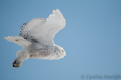 Snowy Owl Flying From Pole to Knoll