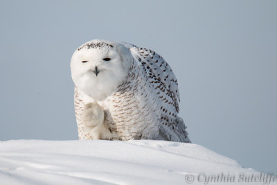 Snowy Owl Cleaning Her Talons Or Is She Waving Goodbye?