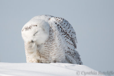 Snowy  Talon-dicure.JPG