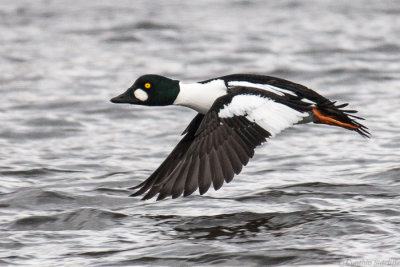 Common Goldeneye -Up up and away-.JPG