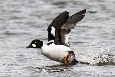 Common Goldeneye Take Off.JPG