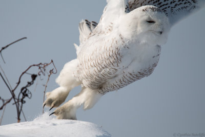Snowy Owl - The Power of the Lift-Off.JPG