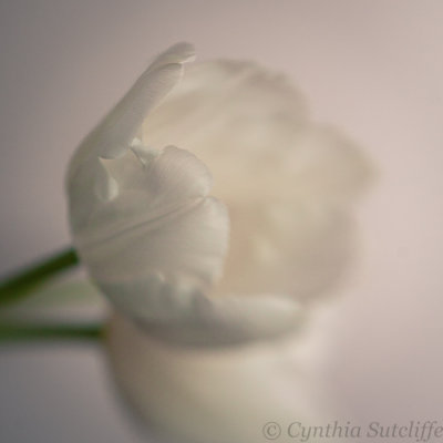 Tulipa Blanc.JPG