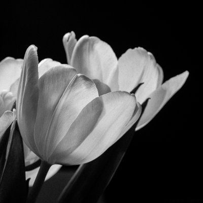 Tulips - Black  White.JPG