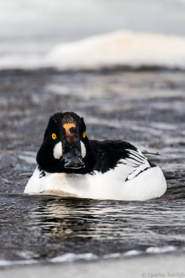 Common Goldeneye On The Ottawa River
