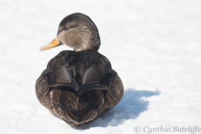 American Black Duck enjoying the sunshine along the Ottawa River