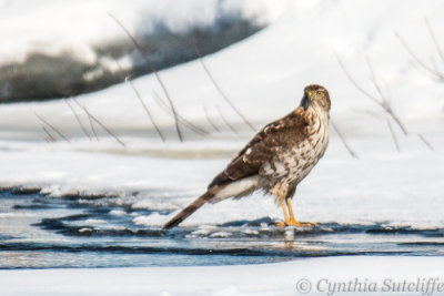 Cooper's Hawk keeping an eye out along the Ottawa River