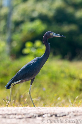 Little Blue Heron Strutting Along.JPG