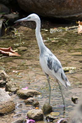 Little Blue Heron (Transitional)