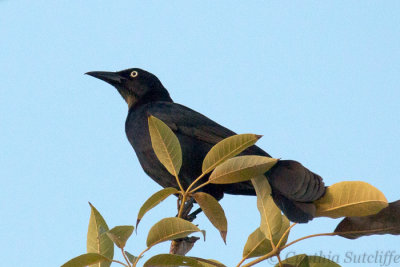 Boat-Tailed Grackle aka -Cling Cling or Black Bud-1.JPG