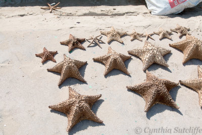 Starfish for sale on the beach