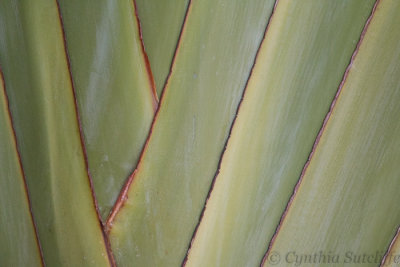 Flora - Palm Details