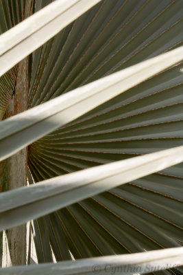 Flora - Palm Fronds 1