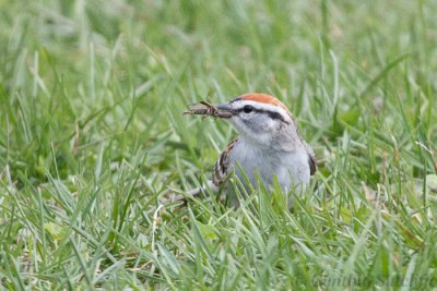 Yummy Lunch for a Chipping Sparrow