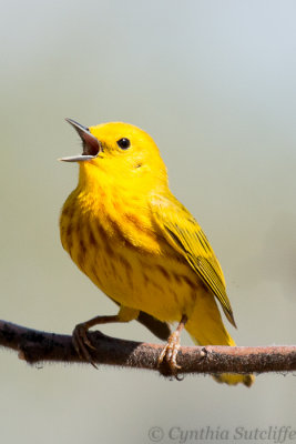 Yellow Warbler singing yet another beautiful song
